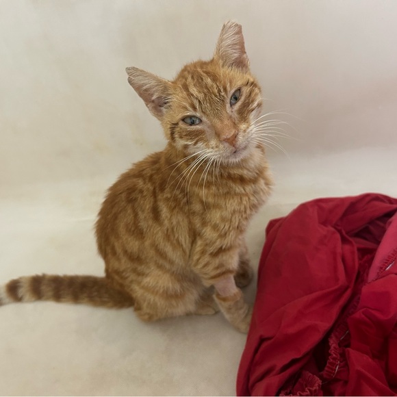 Meet your Posher, Linette - Picture 8 of 8